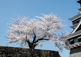Blooming Cherry Tree and a Temple