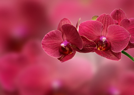 Dark Pink Orchids