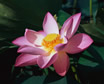 Image: Lotus Flower - Frequently Asked Questions