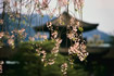 Image: Cherry Blossoms and a Pagoda - Traditional Chinese Medicine