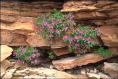 Chinese Mountain Herb